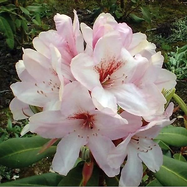 Großblumige Rhododendron Paola 50-60cm - Alpenrose günstig online kaufen