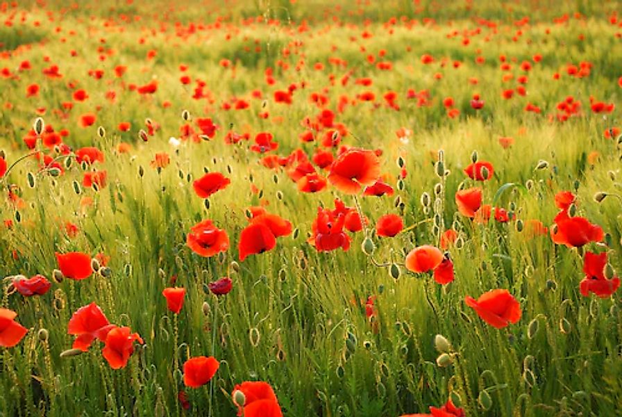 Papermoon Fototapete »Field of Poppies« glatt günstig online kaufen
