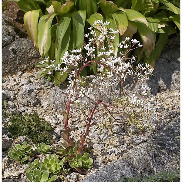 Strauß Steinbrech - Saxifraga cotyledon günstig online kaufen