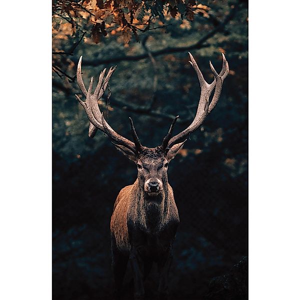 Bönninghoff Keilrahmenbild Hirschkopf B/H/L: ca. 78x2x118 cm günstig online kaufen