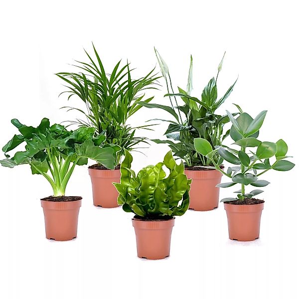 Perfect Plant | Mischung aus 5 Luftreinigungs-Pflanzen günstig online kaufen