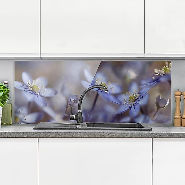 Glas Spritzschutz - Panorama Anemonen in Blau günstig online kaufen