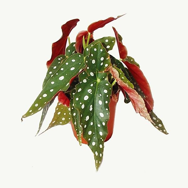 Exotenherz Polkadot Begonie Forellenbegonie Begonia Maculata Wightii günstig online kaufen