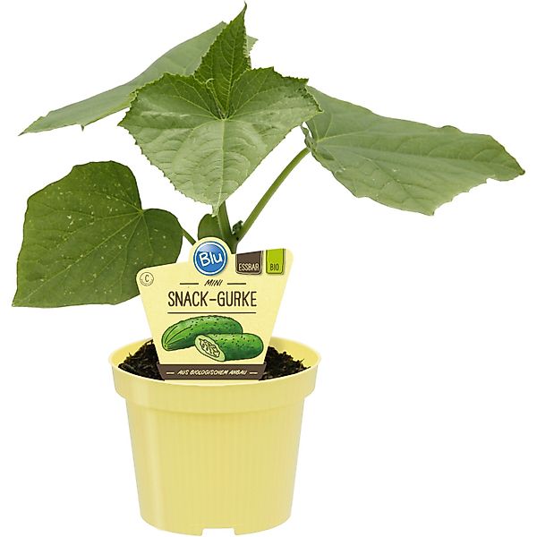 Blu Gurke Mini-Snack Topf-Ø ca. 12 cm Cucumis sativus günstig online kaufen