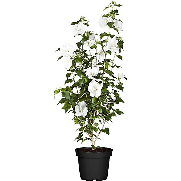 OBI Roseneibisch Weiß Höhe ca. 30 - 40 cm Topf ca. 3, Hibiscus günstig online kaufen