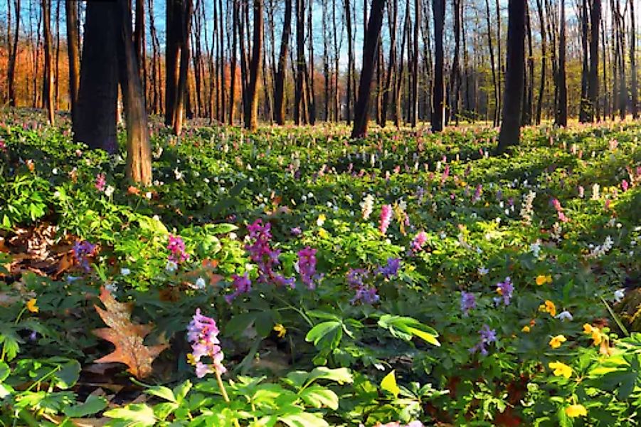 Papermoon Fototapete »Blumenwiese im Wald« günstig online kaufen