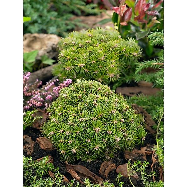 Abies Koreana Nadelkissen Koreatanne Kompakt 40 cm Stammhöhe günstig online kaufen