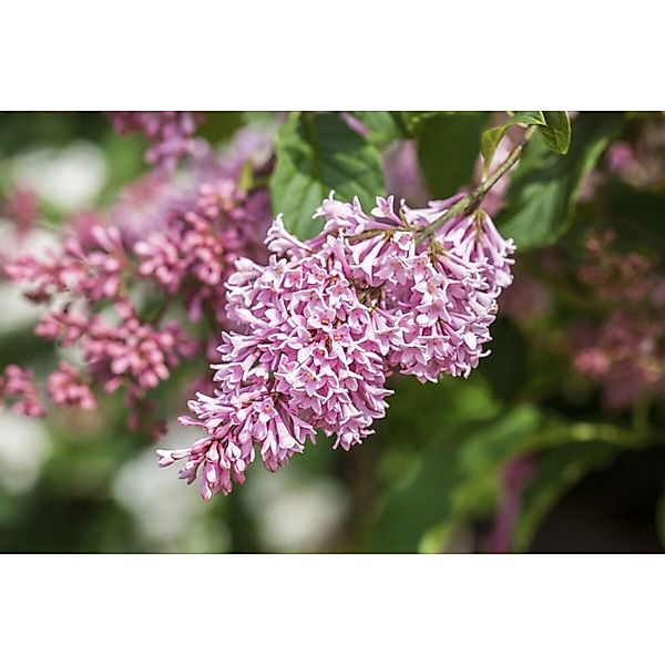 Syringa Swegiflexa Flieder 125–150 cm günstig online kaufen