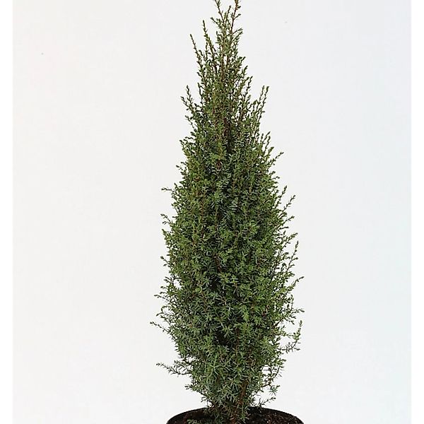 Wildwacholder Arnold 40-50cm - Juniperus communis günstig online kaufen