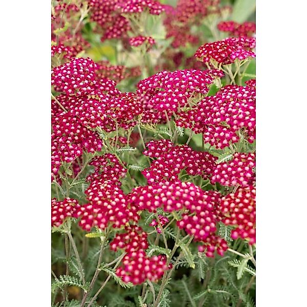 Achillea Millefolium Velour Schafgarbe Ca. 9x9 cm Topf günstig online kaufen