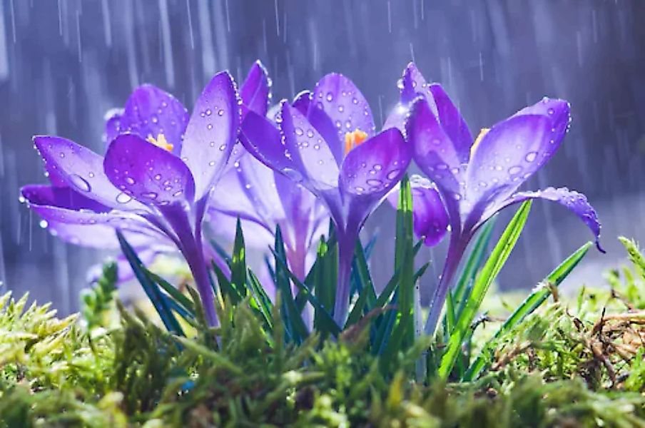 Papermoon Fototapete »Blumen im Regen« günstig online kaufen