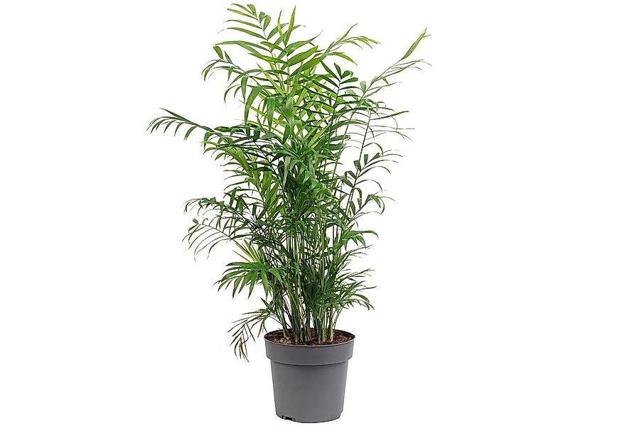 Flowerbox Zimmerpflanze Bergpalme - Chamaedorea elegans, pflegeleicht - Höh günstig online kaufen