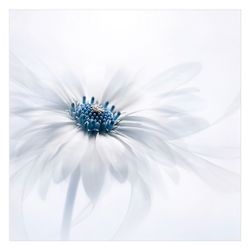 Bilderdepot24 Fototapete Blumen Gänseblümchen Blau Blumentapete günstig online kaufen