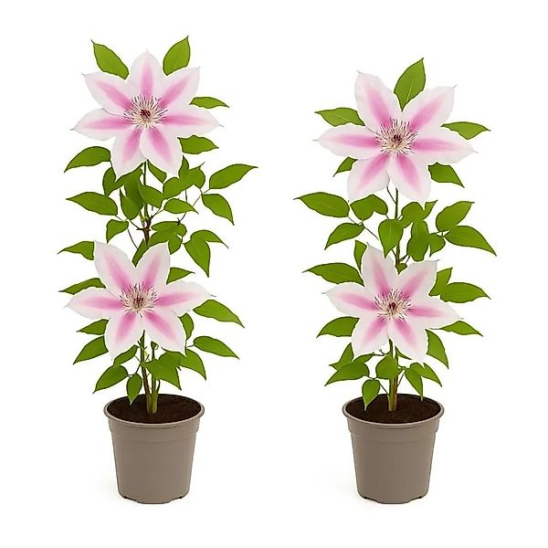 Exotenherz Kletterpflanzen Clematis Nelly Moser 2er Set 11cm Topf günstig online kaufen