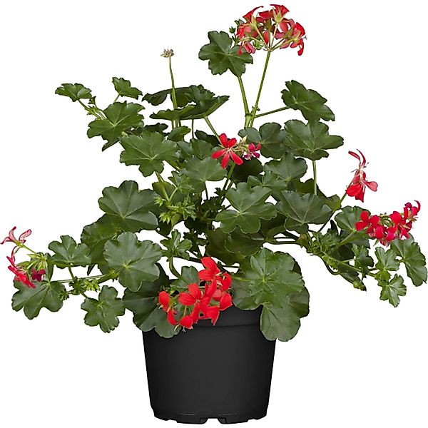 Hängende Geranie Rot Topf-Ø ca. 12 cm Pelargonium günstig online kaufen