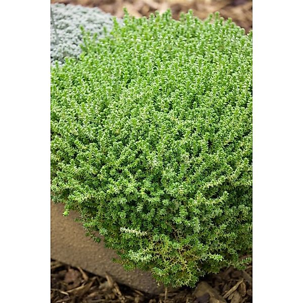Sedum Acre Aureum Mauerpfeffer Gelb Ca. 9x9 cm Topf günstig online kaufen