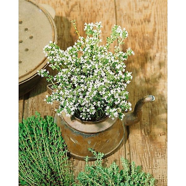 Thymus Vulgaris Pinewood Echter Thymian Ca. 9x9 cm Topf günstig online kaufen