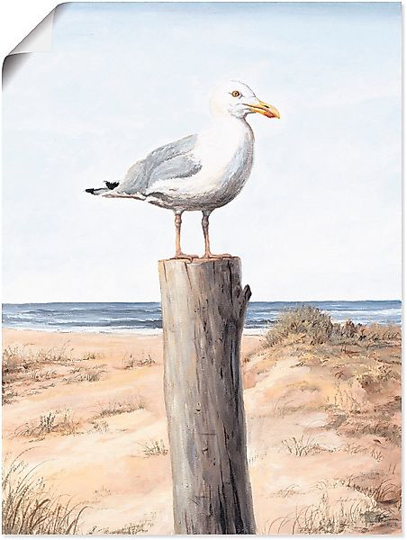 Artland Wandbild Möwe, Vögel (1 St), günstig online kaufen