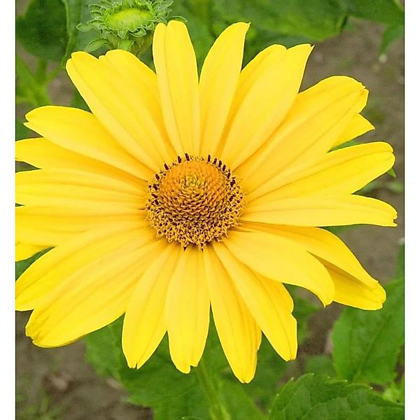 Sonnenauge Karat - Heliopsis scabra günstig online kaufen
