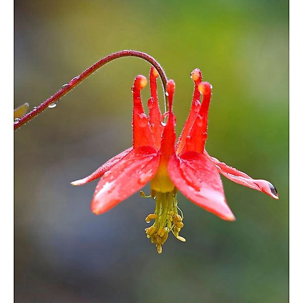 Kanadische Akelei Little Lanterns - Aquilegia canadensis günstig online kaufen