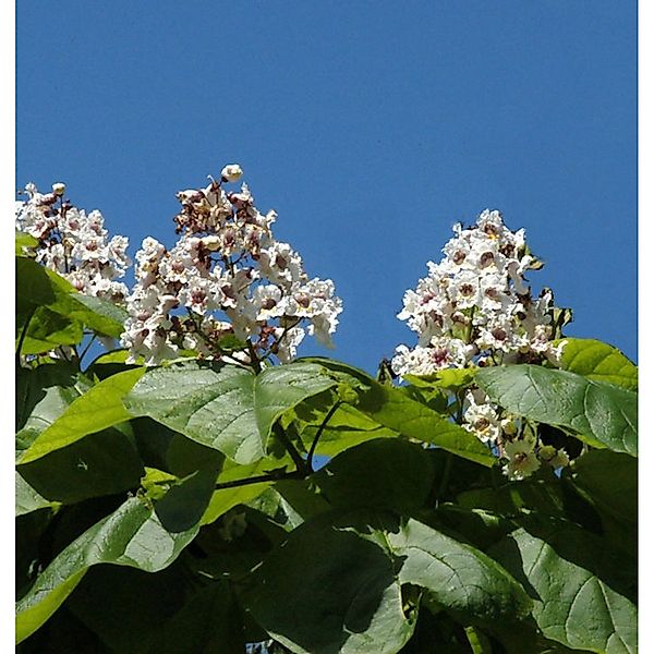 Trompetenbaum 80-100cm - Catalpa bignonioides günstig online kaufen