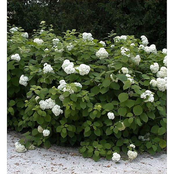 Ballhortensie Grandiflora 40-60cm - Hydrangea arborescens günstig online kaufen