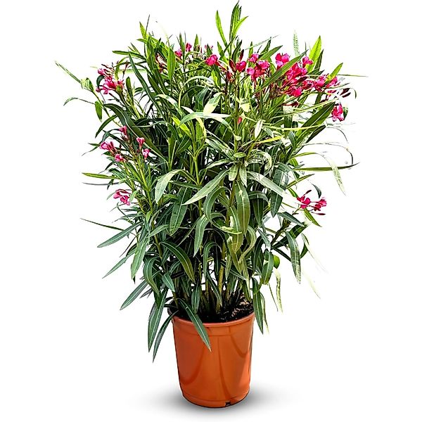 Sunny-Tree Oleander Farbe Rot  140/160 cm  Nerium Oleander Pflanze für Drau günstig online kaufen