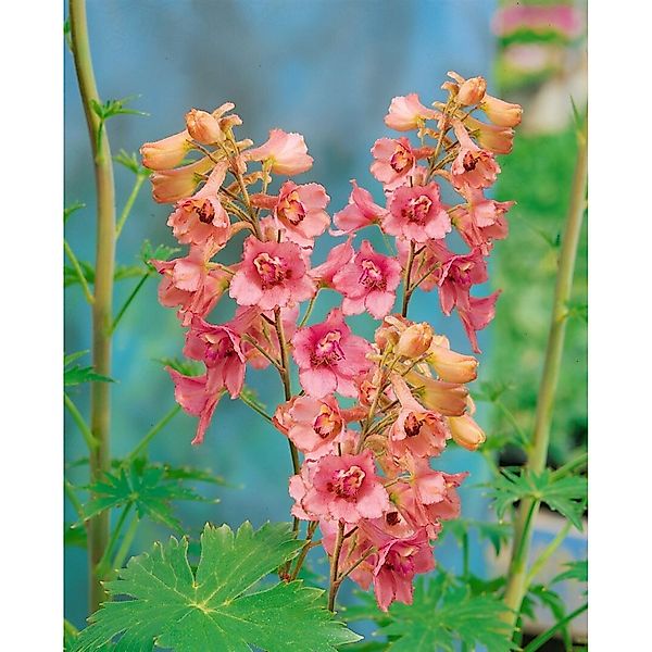 Delphinium X Ruysii Pink Sensation Rittersporn Ca. 11x11 cm Topf günstig online kaufen
