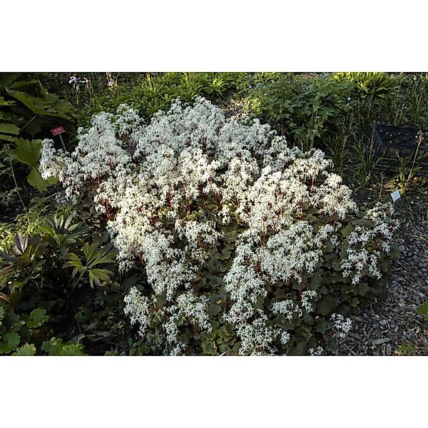 Saxifraga Cortusif.Var.Fort.Rubrifolia Ca. 9x9 cm Topf günstig online kaufen