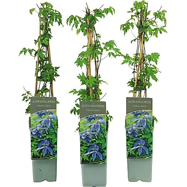 Alpen-Waldrebe Lilablau Höhe ca. 40 - 60 cm Topf ca. 2, Clematis alpina günstig online kaufen