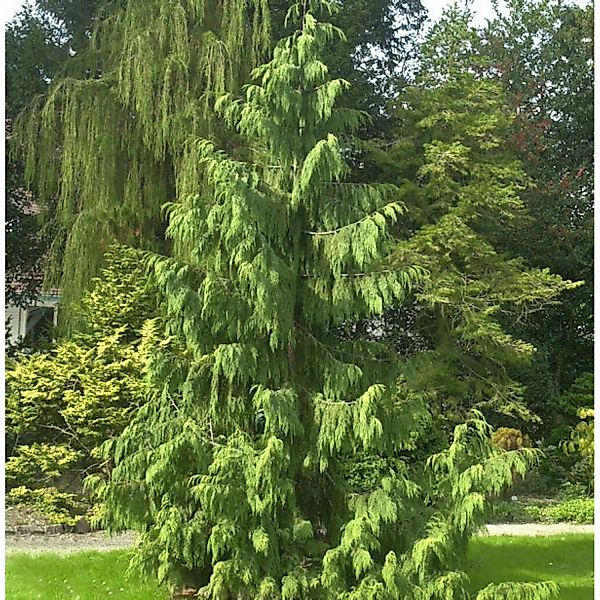Mähnenzypresse 100-125cm - Chamaecyparis nootkatensis günstig online kaufen