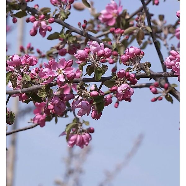 Hochstamm Zierapfel Dark Rosaleen 40-60cm - Malus Hybride günstig online kaufen