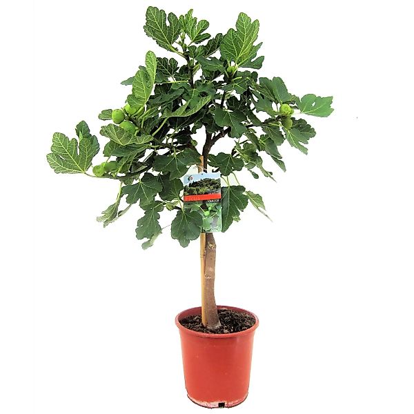 Perfect Plant | Feigenbaum Ficus Carica günstig online kaufen