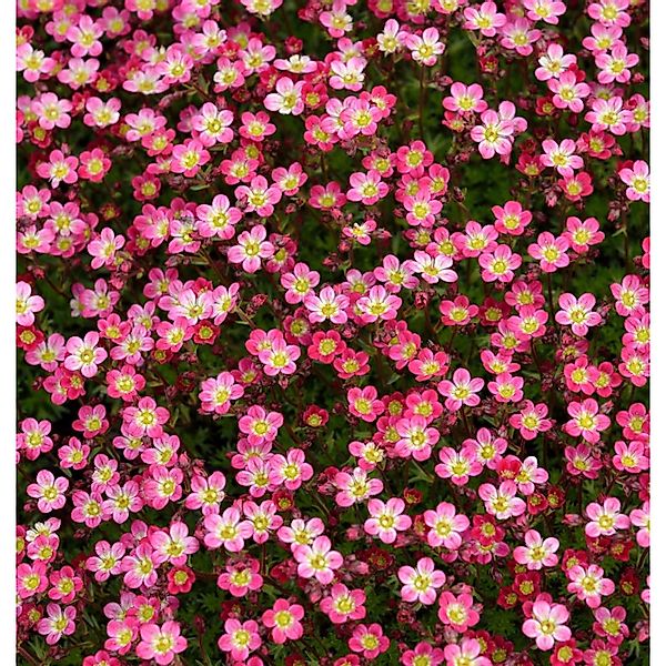 Moossteinbrech Pixi Rose - Saxifraga arendsii günstig online kaufen