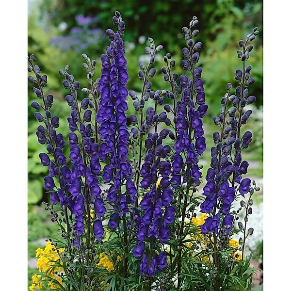 Aconitum Napellus Newry Blue Blauer Eisenhut Ca. 11x11 cm Topf günstig online kaufen