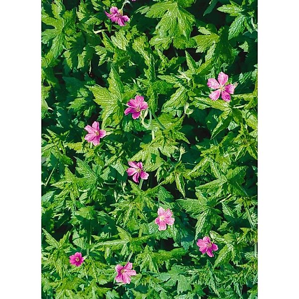 Geranium Palustre Sumpf Storchschnabel Ca. 9x9 cm Topf günstig online kaufen