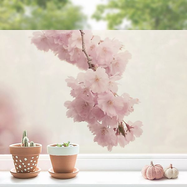Fensterfolie Zartrosane Frühlingsblüte mit Bokeh günstig online kaufen