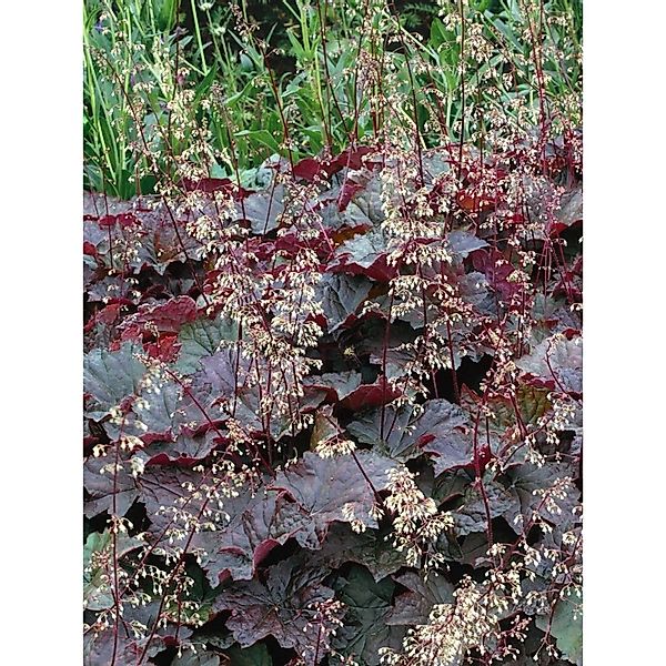 Heuchera Micrantha Purple Petticoats Purpurglöckchen Ca. 11x11 cm Topf günstig online kaufen