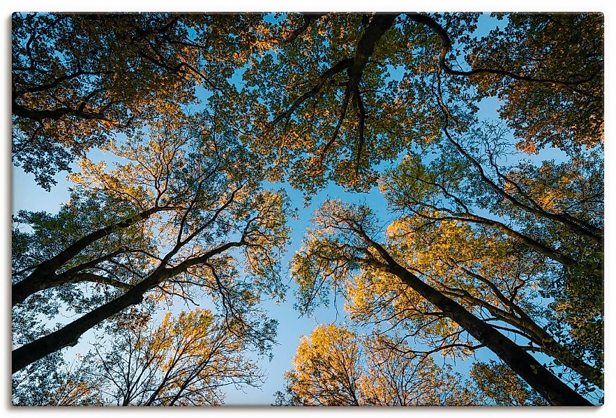 Artland Wandbild "Herbst im Wald", Bäume, (1 St.), als Alubild, Outdoorbild günstig online kaufen