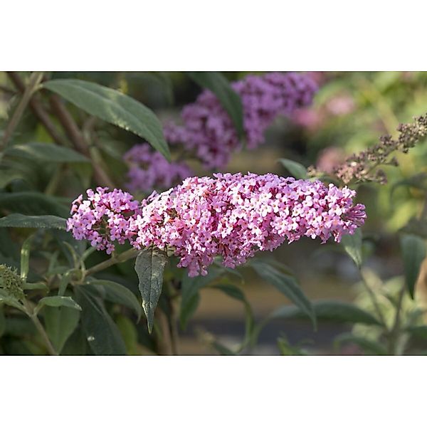 Buddleja Davidii Schmetterlingsstrauch Pink Panther 40-60 cm günstig online kaufen