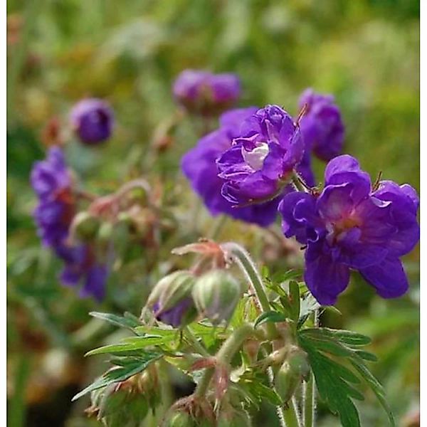 Wiesenstorchschnabel Plenum Violaceum - Geranium pratense günstig online kaufen