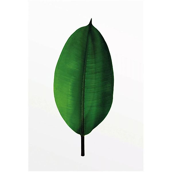 Komar Poster "Ficus Leaf", Pflanzen-Blätter, (1 St.), Kinderzimmer, Schlafz günstig online kaufen