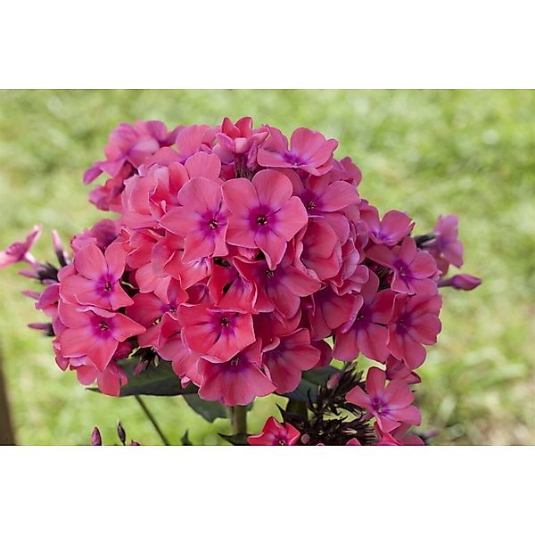 Phlox Pan.Flame-Ser.Pink Flame R Ca. 11x11 cm Topf günstig online kaufen