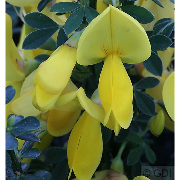 Schmuckginster Golden Sunlight 60-80cm - Cytisus scoparius günstig online kaufen