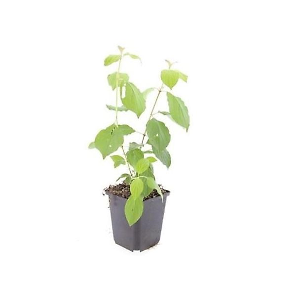 Exotenherz Roter Hartriegel Cornus Sanguinea Midwinter Fire Heckenpflanze 9 günstig online kaufen