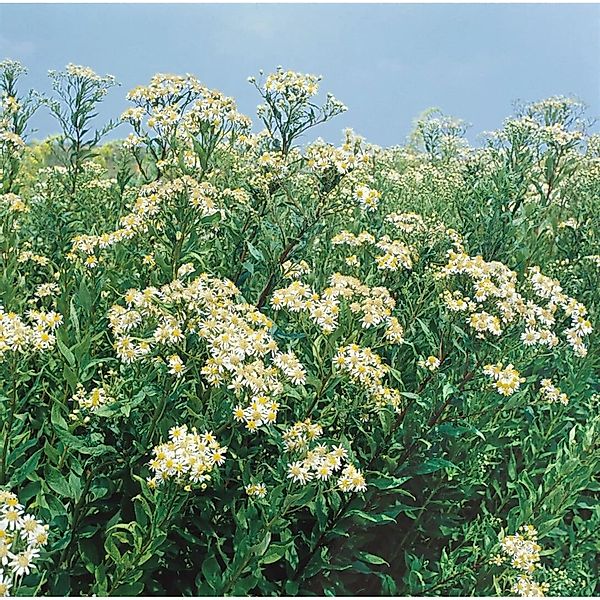 Aster Umbellatus Weißer Schirm Doldenaster Ca 11x11 cm Topf günstig online kaufen