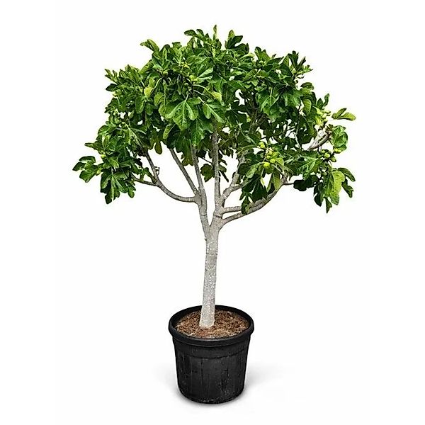 Sunny-Tree Feigenbaum 40 Jahre Alt   Ficus Carcia Obstbäume sort Brown Turk günstig online kaufen