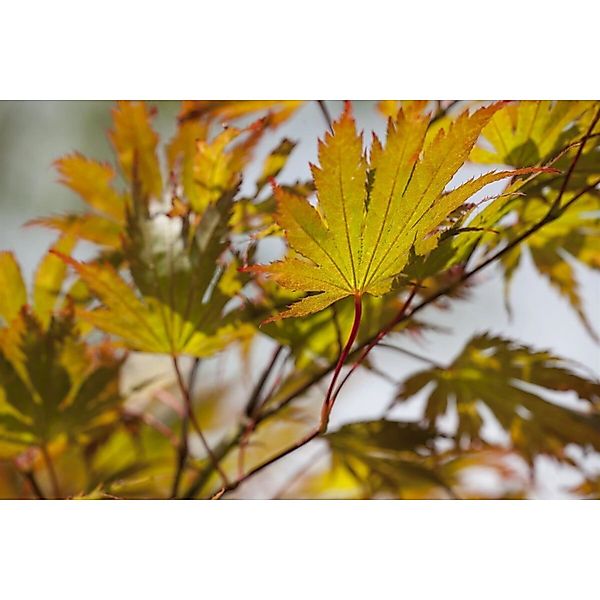 Acer Palmatum Japanischer Ahorn 40–60 cm günstig online kaufen