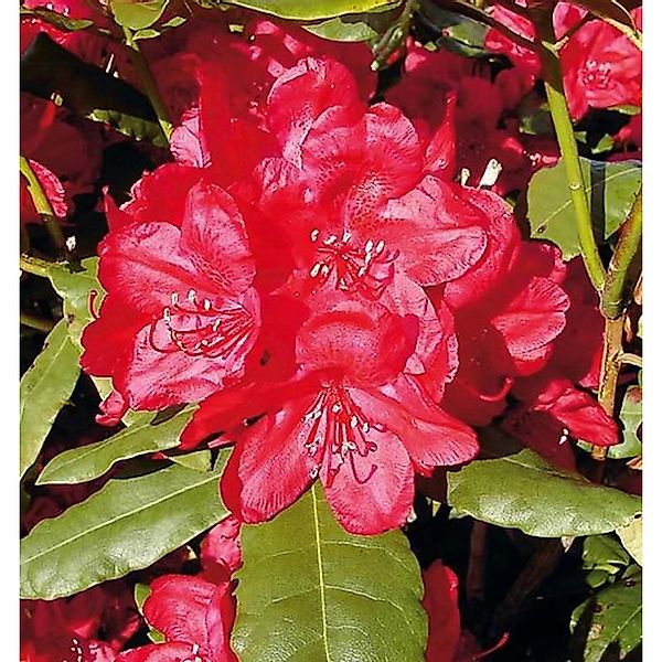 INKARHO - Großblumige Rhododendron Hachmanns Feuerschein 30-40cm - Alpenros günstig online kaufen