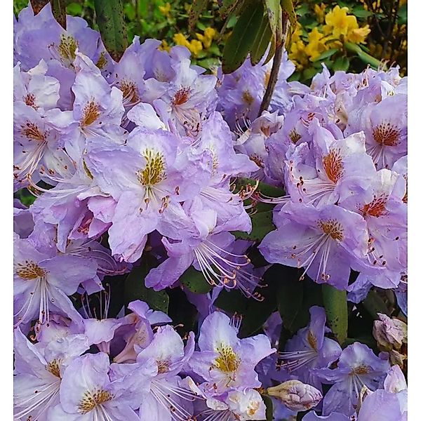 Augustines Rhododendron 40-50cm - Rhododendron augustinii günstig online kaufen